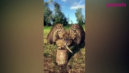 Düşmanı uzaklaştırmak için Baykuş'un yaptığı inanılmaz korunma kalkanı!