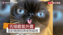 小貓舌頭霸氣外露！ 面對鏡頭就要擺出吐舌俏皮姿勢