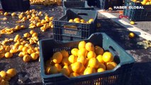 TIR'daki tonlarca limon yola saçıldı
