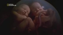 En el vientre materno 2/2: Gemelos idénticos  [Documental HD]
