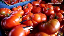 Rusya'nın domateste 'kota' kararı yüzleri güldürdü