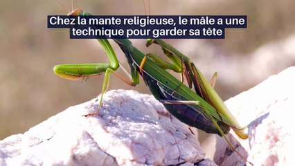 Avec Windows 10X, Microsoft prépare sa mini-révolution