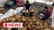 Cheap coconuts expected to flood the market with Thaipusam procession cancelled