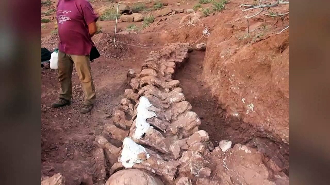 Womöglich weltgrößtes saurier-skelett in argentinien entdeckt