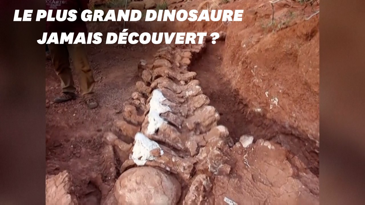 En Argentine, le squelette d'un immense dinosaure découvert