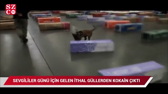 Sevgililer günü için gelen ithal güllerden kokain çıktı