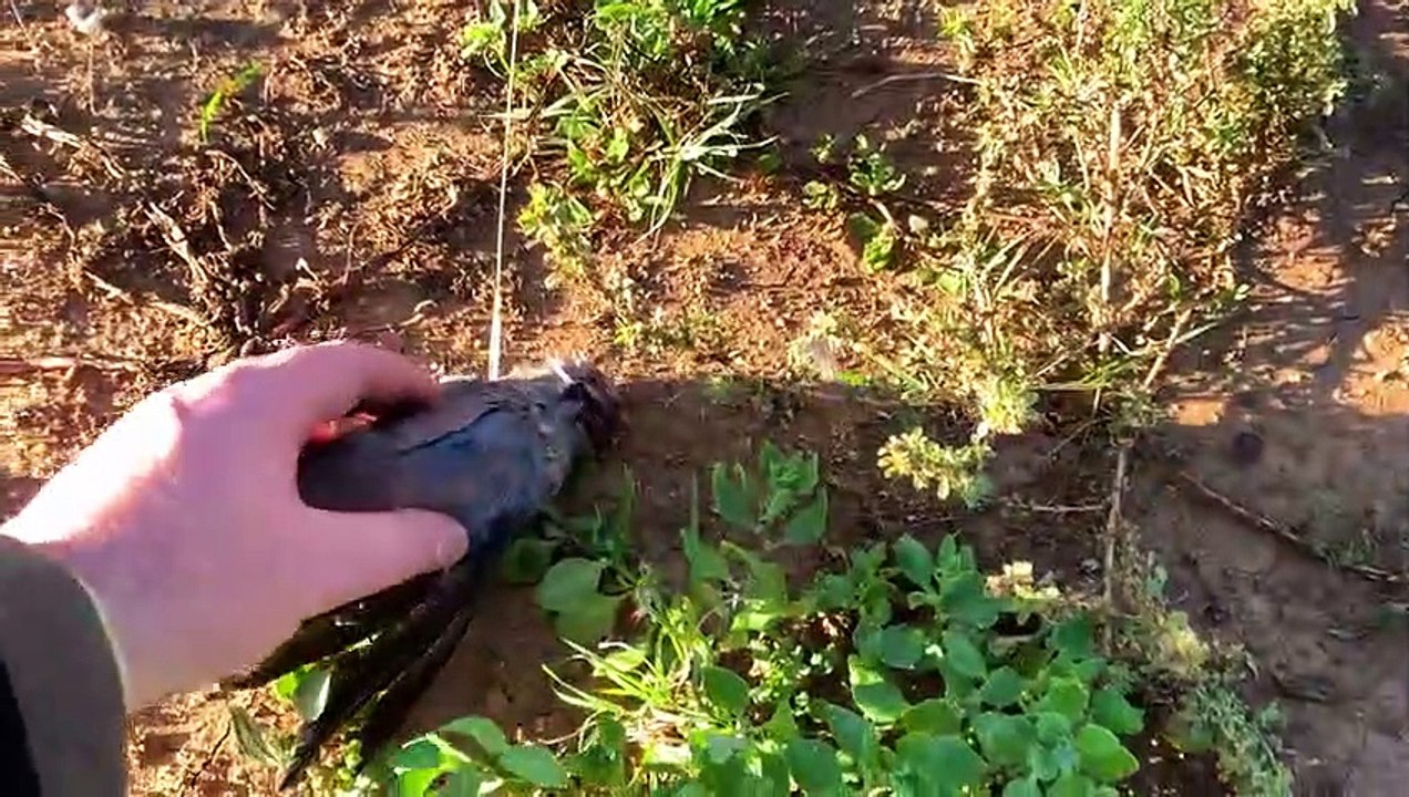 Hunting for the Hungry_ Zebra_ Warthog _ wild Doves for the Plate_ _ The Oxwagon Diaries