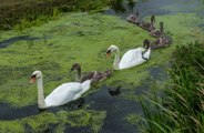 Swan smashes through bathroom window