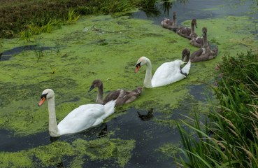 Swan smashes through bathroom window