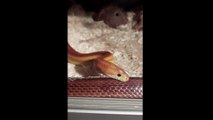 This snake shedding his skin is creepily satisfying