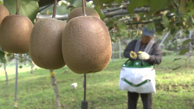[녹색] 품질 좋은 국산 품종...로열티 받는 나라로 도약 / YTN
