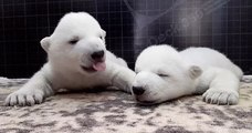 Rejetés par leur mère, ces deux oursons polaires peuvent compter sur les employés du zoo qui sont aux petits soins