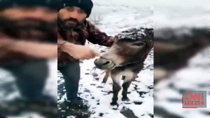 Eşeğin ağzını bağlayıp ölüme terk ettiler! | Video