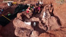 شاهد: اكتشاف بقايا الديناصور الأكبر على الأرض في الأرجنتين
