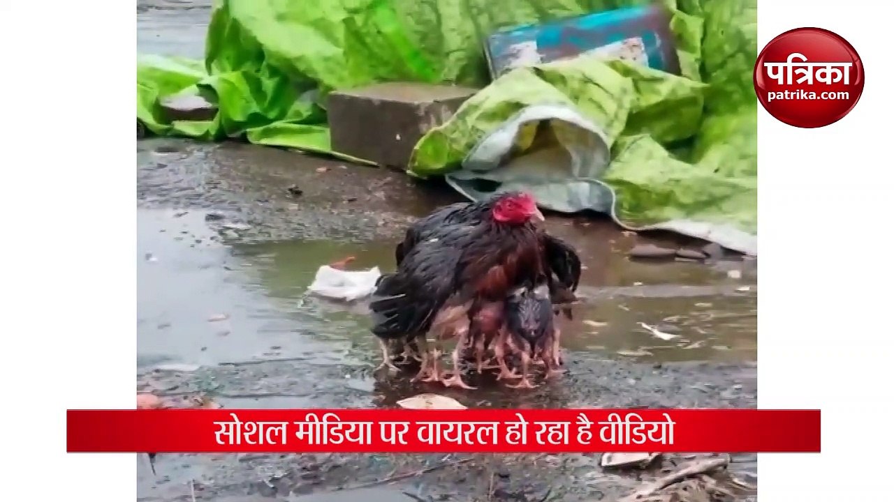 A Hen that became Mother India, Watch Video