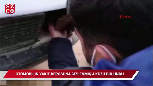 Otomobilin far bölümlerine ve yakıt deposuna gizlenmiş 4 kuzu ele geçirildi
