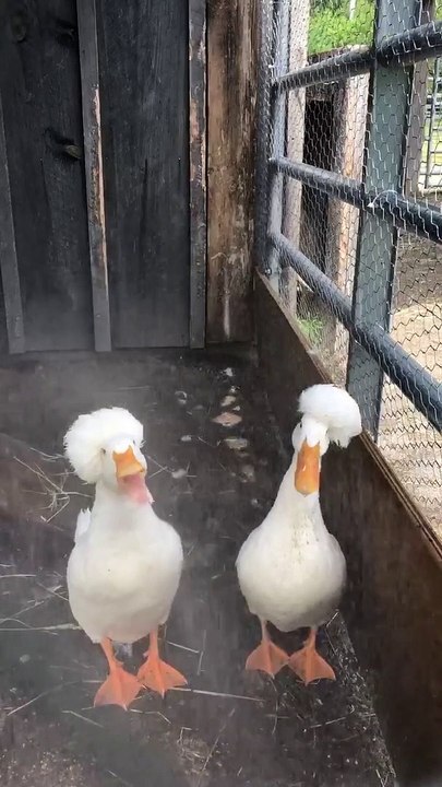 Ducks Fluff Their Fros Under Shower