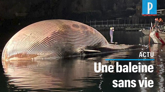 Italie : une énorme baleine s'échoue près de Naples