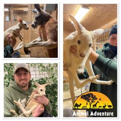 Un kangourou naît tout blanc en raison d'une mutation rare