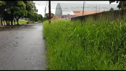 "Mais de um ano que o mato está com 1,5 metro de altura", reclamam moradores no Santo Onofre