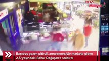 Ankara'da pitbull dehşeti! 2,5 yaşındaki kıza saldırdı