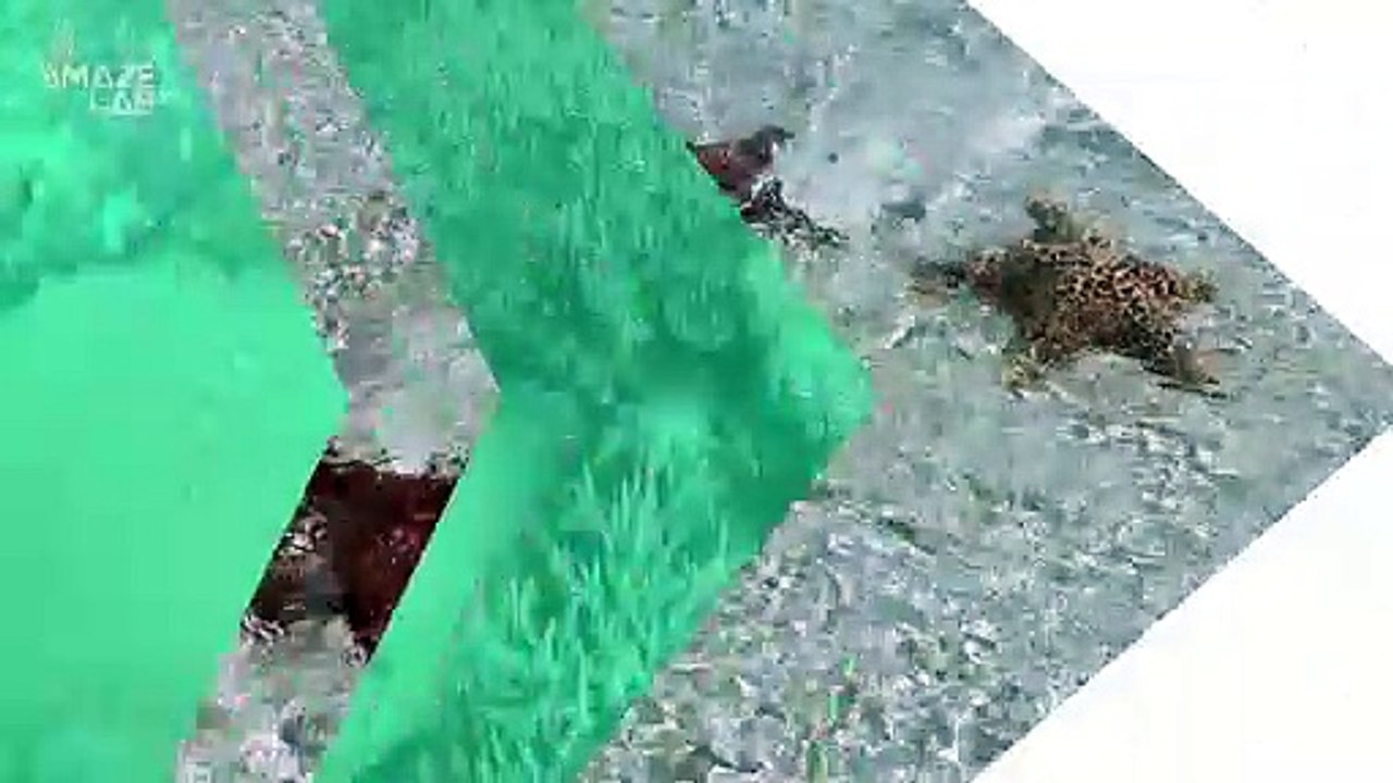 Here’s Why Thousands of Starfish Are Turning to Goo Before Our Eyes