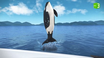 سلوك حوت الأوركا الغير طبيعي