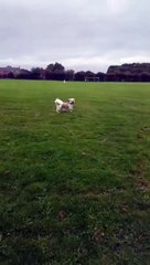 Little Girl Gets Taken Out By Little Dog