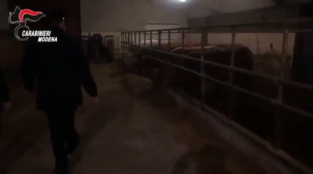 Modena - Pecore e agnellini rubati nel Mantovano ritrovati a Concordia (21.01.21)