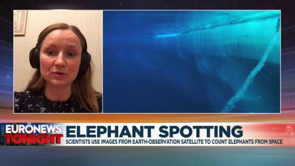 Scientists are using satellites to count elephants from space for the first time