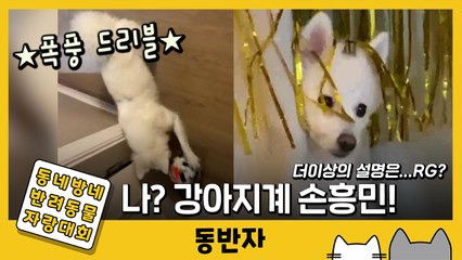 [동반자] ★강아지계 손흥민★ 그가 나타났다 / YTN