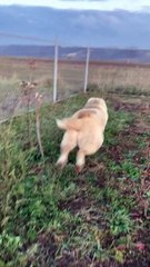 Dog Takes A-fence Playing With Cat