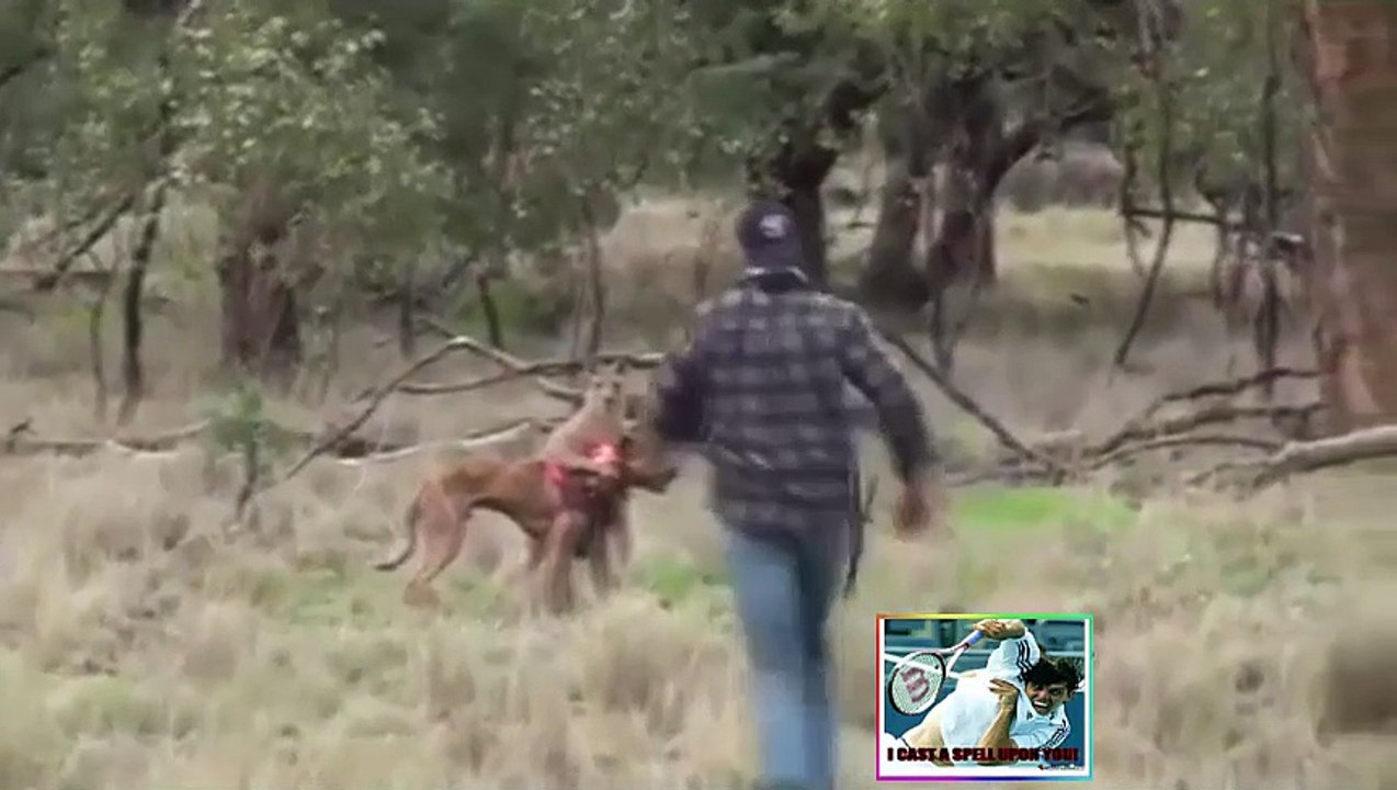 FIGHT ANIMAL VS MAN - MEME
