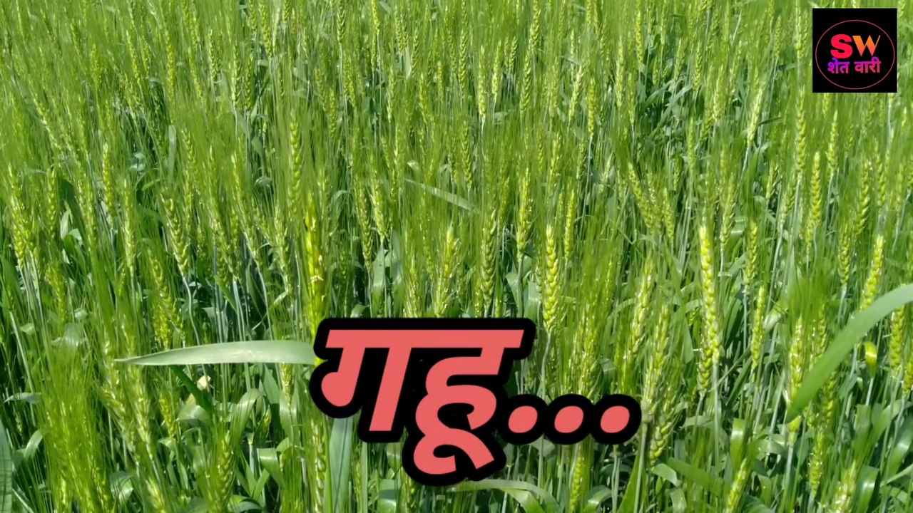 #गहू #Wheat #गेहु