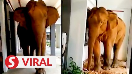 Female elephant wanders into Gerik school