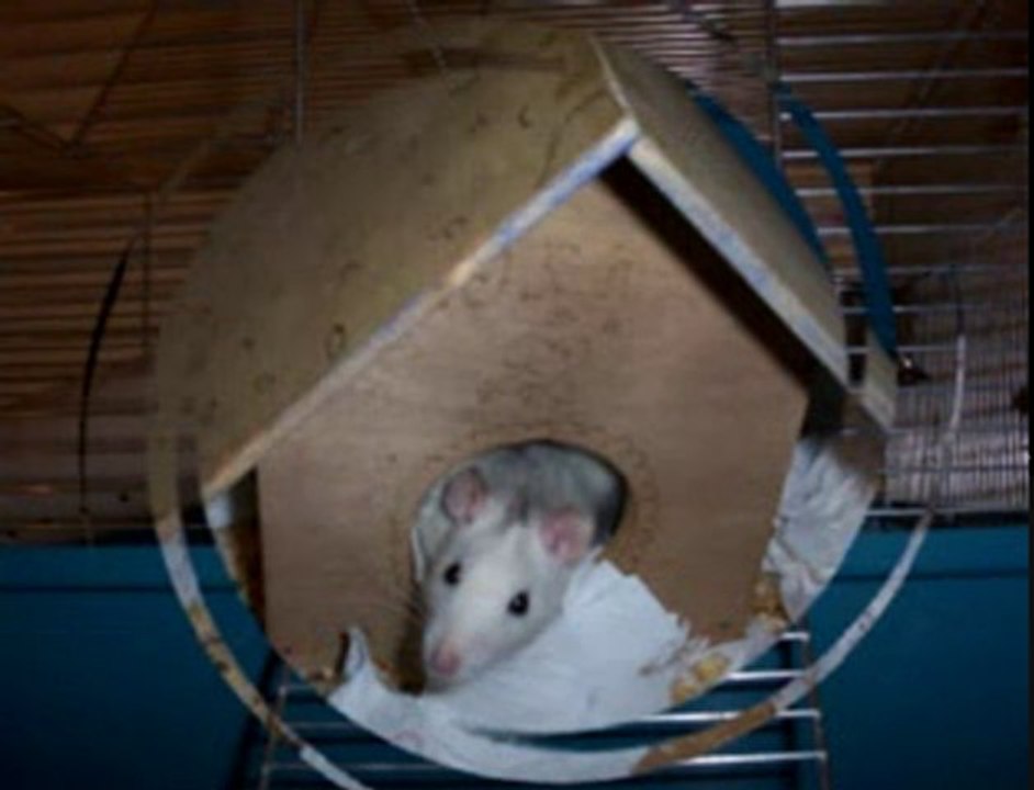 Rats is my drug {Nickelback ~ Far Away}