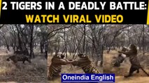 Clash of the Titans: 2 Tigers fight in a deadly battle, caught on camera | Oneindia News
