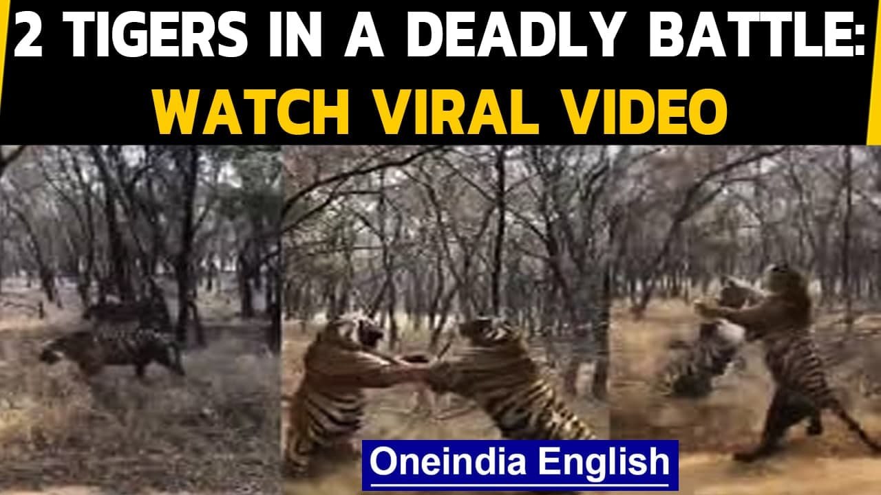Clash of the Titans: 2 Tigers fight in a deadly battle, caught on camera | Oneindia News