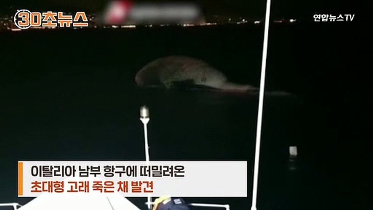 [30초뉴스] 항구에 떠밀려온 길이 20m 초대형 고래 사체…무슨 일이?