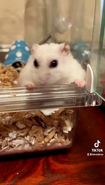 hamster