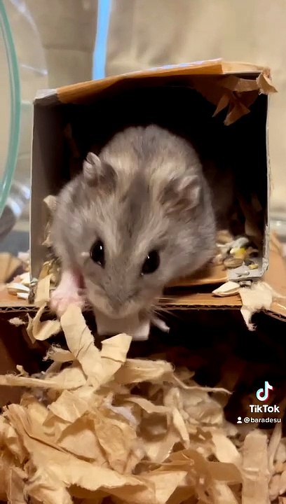 hamster