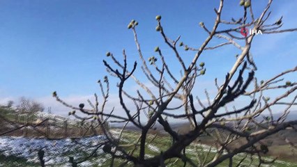 İncir ağacı Ocak ayında meyve verdi