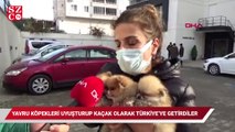 Yavru köpekleri uyuşturup, kaçak olarak Türkiye'ye getirdiler