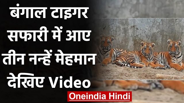 West Bengal Zoo: Bengal Safari में अब Shila के तीनों शावकों को देख सकेंगे Tourists । वनइंडिया हिंदी
