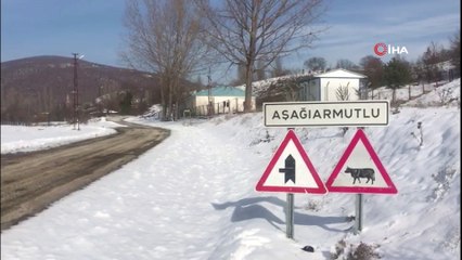 Köpekleri bayıltıp ölüme terk ettiler