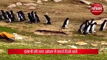 बातों के चक्कर में भटके पेंग्विन्स, मजेदार वीडियो देख लोग हुए हंसी से लोट-पोट