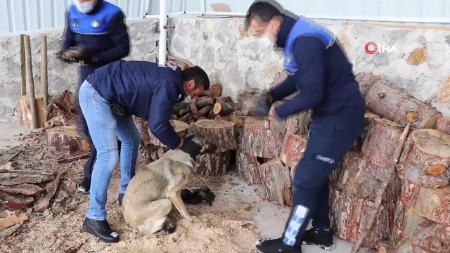 Donmak Üzereyken Bulunan Köpek ve Yavruları Barınağa Yerleştirildi