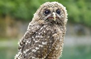 Owl rescued after getting trapped in extractor fan