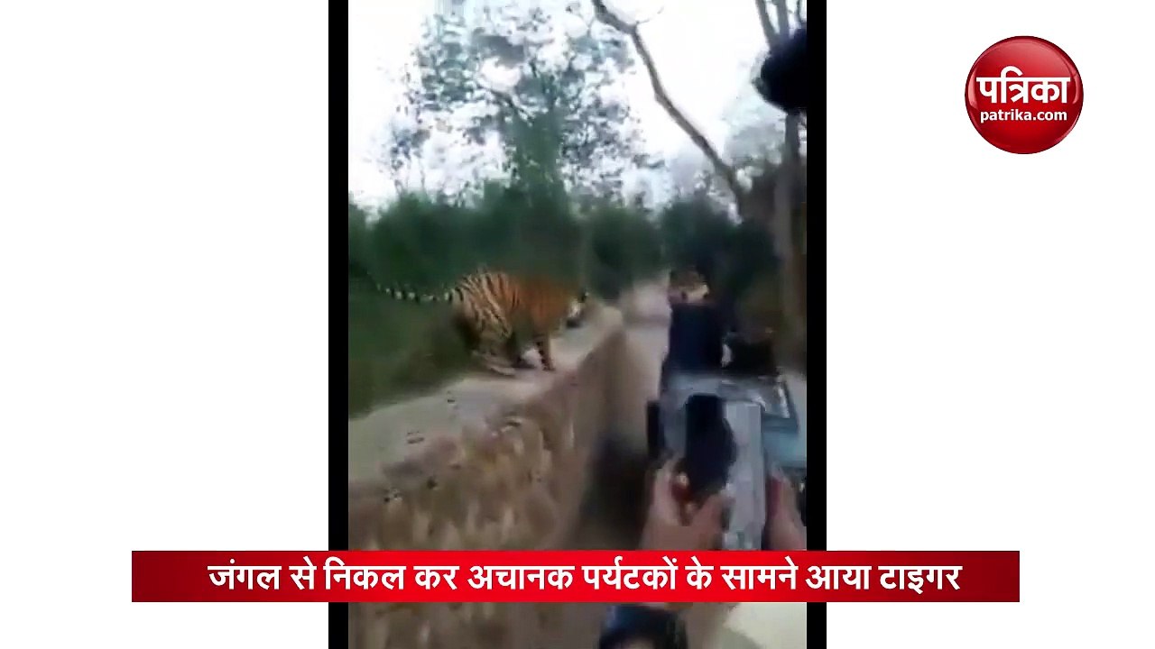 VIDEO: अचानक लोगों के सामने आ गया बाघ, फिर जो हुआ उसे देख आप भी रह जाएंगे दंग