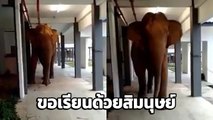 นาทีระทึก ช้างป่าบุกโรงเรียน เดินประจันหน้าคนถ่ายคลิป ใจหายวาบ